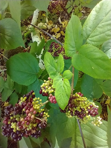 Aralia racemosa