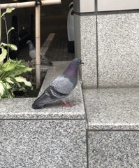 Columba livia domestica