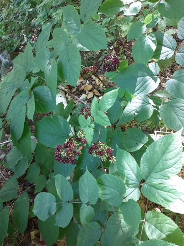 Aralia racemosa