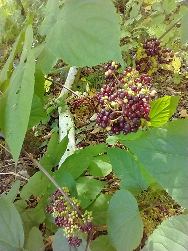 Aralia racemosa