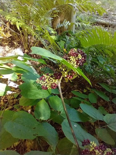 Aralia racemosa