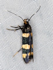 Limnaecia polycydista
