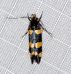 Limnaecia polycydista