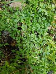 Stellaria crispa