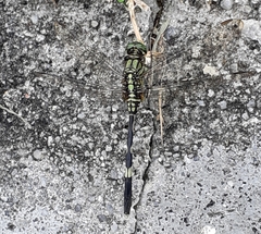 Orthetrum sabina