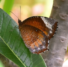 Elymnias hypermnestra