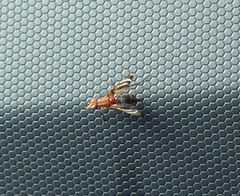 Tritoxa incurva