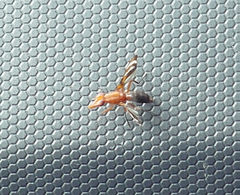 Tritoxa incurva