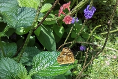 Anthanassa drusilla