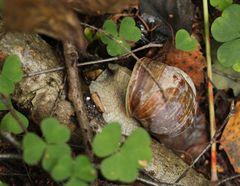 Helix pomatia