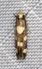 Limnaecia tetraplanetis