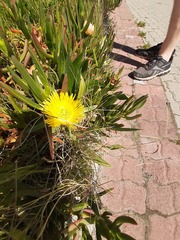 Carpobrotus edulis edulis