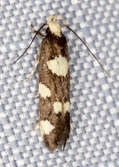 Limnaecia tetraplanetis