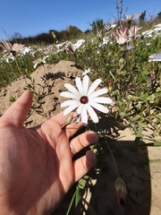 Dimorphotheca pluvialis