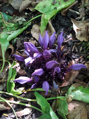 Lathraea clandestina