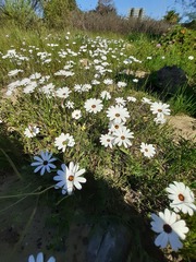 Dimorphotheca pluvialis