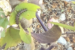 Nymphalidae