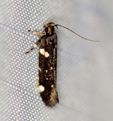 Macrobathra alternatella