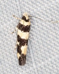 Macrobathra arrectella