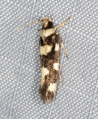 Macrobathra arrectella