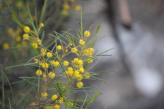 Acacia euthycarpa