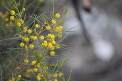 Acacia euthycarpa
