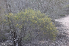 Acacia euthycarpa