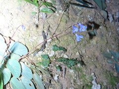 Oreocharis benthamii