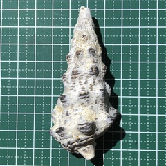 Cerithium nodulosum
