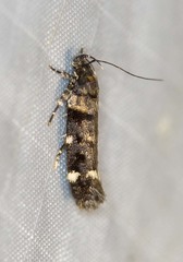 Macrobathra diplochrysa