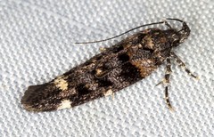 Macrobathra diplochrysa