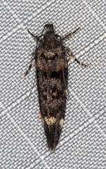 Macrobathra diplochrysa