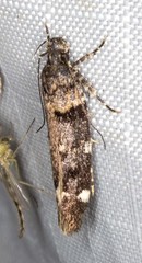 Macrobathra diplochrysa