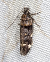 Macrobathra diplochrysa