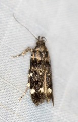 Macrobathra diplochrysa