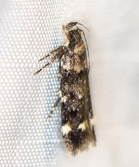 Macrobathra diplochrysa