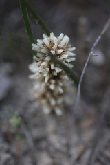 Lomandra juncea