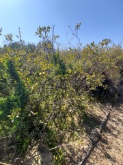 Searsia laevigata laevigata