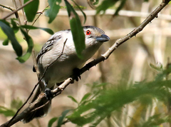 Dryoscopus cubla hamatus