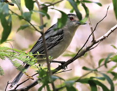 Dryoscopus cubla hamatus