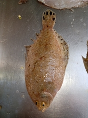 Citharichthys macrops