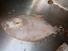 Citharichthys macrops