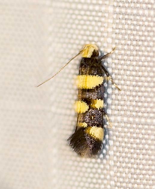 Macrobathra euspila