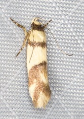 Macrobathra mesopora