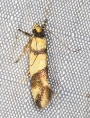 Macrobathra mesopora