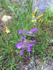 Penstemon heterodoxus