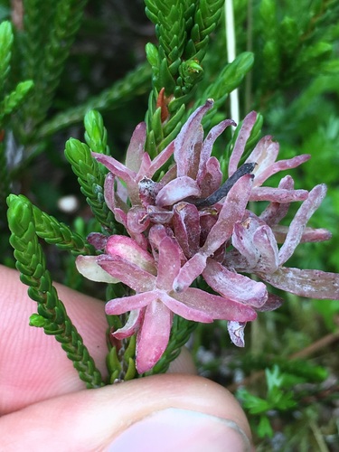 Exobasidium cassiopes image