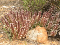 Stapeliinae