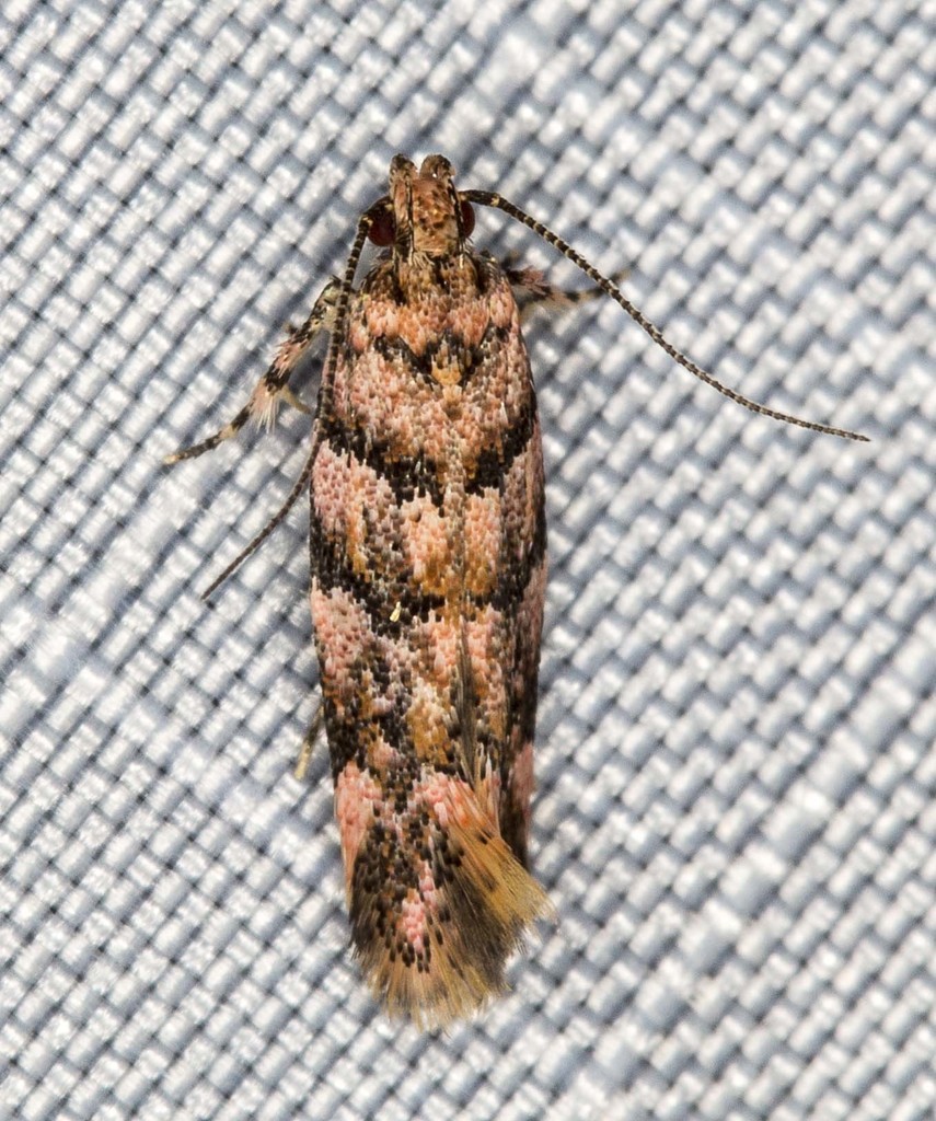 Macrobathra rubicundella