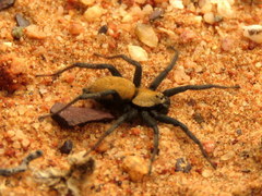 Asemesthes subnubilus